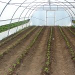 CRS-plastenici-5-150x150 Završena isporuka i montaža plastenika te sadnja rajčice i paprike u sklopu projekta sa CRS-om