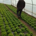Anto-Mrkonjic-1-150x150 Počeo otkup zelene salate  u Žepču