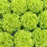 IMG_20180212_144506-150x150 Počeo otkup zelene salate  u Žepču