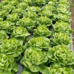 Marino-Marincic-2-150x150 Počeo otkup zelene salate  u Žepču