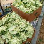 Marino-Marincic-3-150x150 Počeo otkup zelene salate  u Žepču