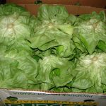 Sl-2_-150x150 RAŽ - donacija zelene salate proizvedene u sklopu projekta
