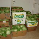 Sl.-1-150x150 RAŽ - donacija zelene salate proizvedene u sklopu projekta