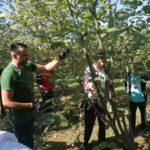 Rezidba_ljesnjaka-5-150x150 Održana obuka „Jesenska rezidba lješnjaka“